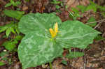 Yellow trillium